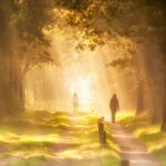 Sunlight streaming through trees on a forest path with people walking, creating a serene morning scene.
